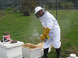 Smoking Bees